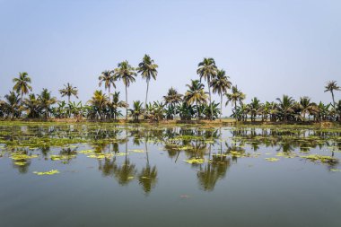 Uzun palmiye ağaçları ve yemyeşil muz bitkileri Alappuzha, Kerala 'nın sakin sularına yansımaktadır. Yüzen nilüferler ve berrak mavi gökyüzü sakin, tropikal atmosfere katkı sağlar..