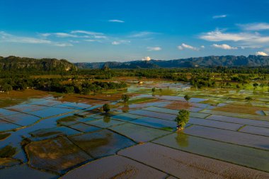 Yansıtıcı pirinç tarlalarının hava perspektifi, dağınık ağaçlar ve canlı mavi gökyüzünün altındaki uzak kireçtaşı tepeleriyle çevrili, Güneydoğu Asya kırsalında uzanır. Çeltiklerin yaması sakin atmosferi ve doğayı yakalıyor.