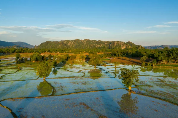 Altın sabah ışığı, alçak ormanlık tepeler ve açık mavi bir gökyüzüne kurulmuş pirinç tarlalarını, dağınık ağaçlar ve yansıtıcı su yüzeyleriyle aydınlatıyor. Manzara doğal desenler, yemyeşil yeşillik ve huzur içerir.