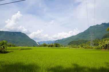 Parlak yeşil pirinç tarlası, Mai Chau 'daki tüylü bulutlarla benekli mavi gökyüzünün altındaki gür orman dağlarına doğru uzanır ve modern kırsal kontrastlar için sağda uzun bir elektrik hattı kulesi bulunur..