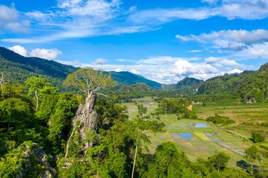 Önde gelen bir ağaç yoğun yeşil ormanın üzerinde yükselen dramatik bir kireçtaşı oluşumunu taçlandırıyor, sel basmış pirinç tarlalarına ve açık vadiye tepeden bakan bir yama. Manzara canlı bitki örtüsü, uzak tepeler ve tipik mavi gökyüzü içerir.