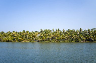 Hindistan 'ın Munroe Adası' ndaki sakin bir gölün kıyısında yoğun bir palmiye korusu bulunur. Parlak güneş ışığı ve bulutsuz gökyüzü bereketli tropikal manzarayı ve sakin suyu vurgular..