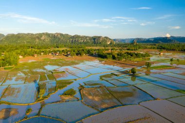 Sel basmış pirinç tarlalarının hava perspektifi, temiz mavi bir gökyüzü altında dağınık ağaçlar ve uzak kireçtaşı tepeleriyle çevrili kırsal bir alanda geometrik desenler oluşturuyor. Sahnede yansıtıcı su yüzeyleri, yemyeşil yeşillik ve huzur var.