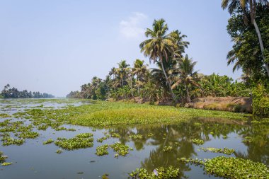 Yüksek palmiye ağaçları ve Kerala, Alappuzha 'da yoğun yeşillik ile kaplı sakin bir kanalda, kalın su bitkileri kümeleri sürükleniyor. Parlak gün ışığı ve berrak mavi gökyüzü bereketli, tropik atmosferi güçlendirir..