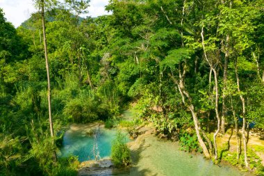 Kuzey Laos 'taki Kuang Si Şelalesi' nde yoğun yeşil yapraklar ve uzun ağaçlar arasında canlı bir turkuaz havuzu bulunur. Güneş ışığı berrak suyu ve doğal kireçtaşı kenarlarını vurgular ve verimli bir orman atmosferi yaratır..