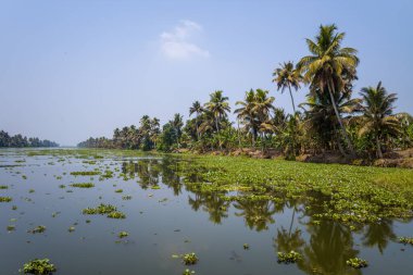Uzun palmiye ağaçları ve yoğun bitki örtüsü Alappuzha 'nın sakin suları, Kerala. Yüzen bitkilerle dolu sakin su, berrak mavi gökyüzünün altındaki tropikal manzarayı yansıtır..