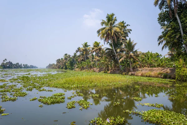 Yüksek palmiye ağaçları ve Kerala, Alappuzha 'da yoğun yeşillik ile kaplı sakin bir kanalda, kalın su bitkileri kümeleri sürükleniyor. Parlak gün ışığı ve berrak mavi gökyüzü bereketli, tropik atmosferi güçlendirir..