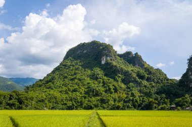 Yoğun ormanlarla kaplı yemyeşil kireçtaşı bir tepe kuzey Vietnam 'da dağınık bulutlarla dolu parlak bir gökyüzünün altında canlı yeşil pirinç tarlalarının üzerinde yükseliyor. Manzara güneşli ve sakin, tarlaların arasından tepeye doğru dar bir patika var..
