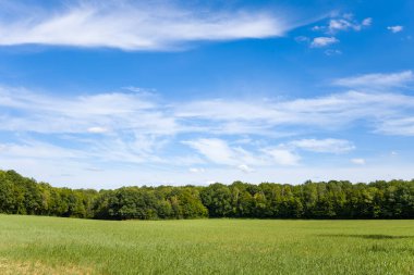 Geniş çimenli bir çayır, ince beyaz bulutları olan canlı mavi bir gökyüzünün altında, sık yapraklı bir ormanlık alana doğru uzanır. Açık kırsal alan, yaz aylarında Orta Fransa 'nın sakin ve geniş atmosferini yakalar..