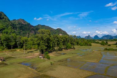 Uzun ağaçlar ve sık ormanlarla çevrili pirinç tarlaları canlı mavi gökyüzünün altındaki uzak kireçtaşı tepelerine doğru uzanıyor. Manzara doğal desenlere, açık tarım arazilerine ve Laos kırsalının tipik sakin kırsal yapısına sahiptir..