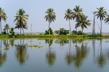 Uzun palmiye ağaçları ve yeşil çalılar Alappuzha, Kerala 'da durgun bir durgun suların kenarında duruyor. Yansımaları sisli bir gökyüzünün altında titreşiyor..
