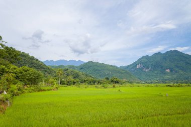 Canlı yeşil pirinç tarlaları vadi zeminine yayılıyor. Arka planda yoğun orman dağları yükseliyor. Mai Chau 'da yumuşak ve bulutlu bir gökyüzünün altında huzurlu bir kırsal manzara yaratıyor..