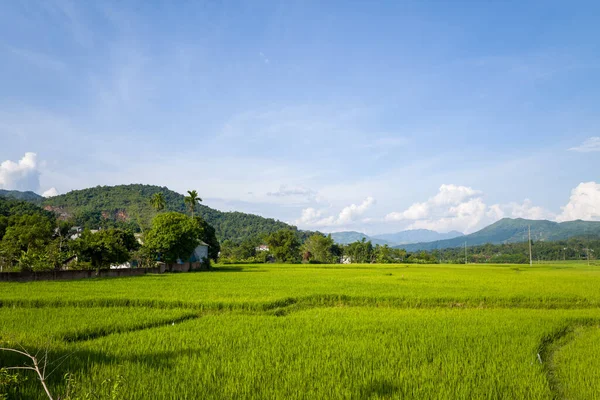 Canlı yeşil pirinç tarlaları, Kuzey Vietnam 'daki açık mavi gökyüzünün altındaki orman tepelerine ve uzak dağlara doğru uzanır. Manzara güneşli, açık ve dingin, dağılmış ağaçlar ve kırsal evlerle birlikte..