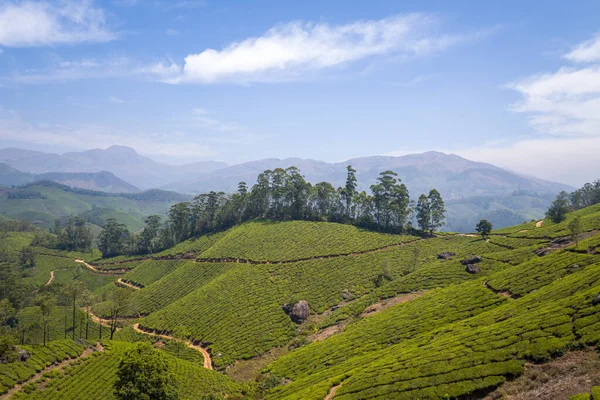 Kıvrımlı toprak rüzgarlar Hindistan 'ın Munnar kentindeki canlı çay kaplı tepelerde esiyor, yüksek ağaçlar ve parlak bir gökyüzünün altındaki uzak mavi dağlar. Manzara bereketli, güneşli ve geniş, doğal güzellik ve sükuneti çağrıştırıyor..