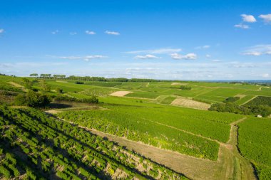 Yeşil üzüm bağları Pouilly sur Loire 'daki parlak mavi gökyüzünün altında yavaşça yuvarlanan tepeler boyunca uzanır. Manzara güneşli ve açık. Tazelik ve kırsal sakinlik yayıyor..