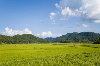 Geniş yeşil pirinç tarlaları, Dien Bien Phu yakınlarında dağınık bulutlarla açık mavi bir gökyüzünün altındaki ormanlık tepelere doğru uzanıyor. Manzara güneşli ve huzurlu, huzurlu bir kırsal atmosferi çağrıştırıyor..