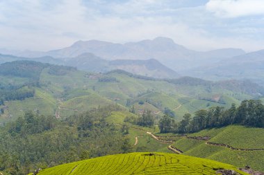 Hindistan 'ın Munnar kentindeki yuvarlak tepeleri saran yeşil çay tarlaları dolambaçlı yollar ve sisli bir gökyüzüne dönüşen katmanlı dağ sıraları ile kaplıyor. Manzara geniş, taze ve huzurlu, gür dokular ve yumuşak doğal ışık ile..