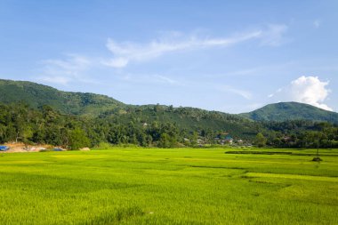 Geniş yeşil pirinç tarlaları, yoğun ormanlarla çevrili ve Kuzey Vietnam 'da açık mavi bir gökyüzünün altında yuvarlanan tepeler boyunca uzanır. Manzara güneşli ve huzurlu, tarlaların kenarına yerleşmiş küçük bir kırsal yerleşim yeri var..
