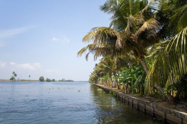 Bir sıra yemyeşil palmiye ağacı Hindistan 'ın Alappuzha kentindeki huzurlu kanal kıyısı boyunca uzanır ve berrak mavi gökyüzünün altındaki yeşilliği yansıtır. Tropikal sahne dinginlik ve doğal güzellik yayar..
