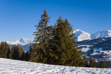Uzun köknar ağaçları kümesi, güneşle kaplı bir yamaçta durur, panoramik manzaralı Mont Blanc Massif ve arka planda açık mavi gökyüzü.