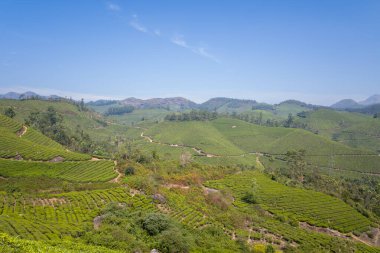 Hindistan, Munnar 'da yuvarlanan tepeleri saran yemyeşil çay tarlaları, dolambaçlı yolları ve berrak mavi gökyüzünün altında görünen dağınık ağaçlarla kaplı. Manzara ferahlık ve sükunet yayar, uzak mesafelere uzanan canlı yeşil dokular..
