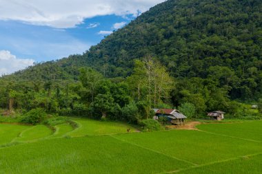 Teneke çatılı kırsal bir ahşap ev, yoğun orman ve kuzey Laos 'ta ağaçlarla kaplı dik bir yamaçla desteklenen canlı pirinç tarlalarının kenarında yer alır. Sahne yemyeşil, kırsal dokuları ve sakin tropikal atmosferi bir arada yakalıyor.