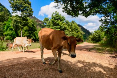 Kahverengi bir ineğin yakın çekimi yapraklı ağaçlarla gölgelenmiş toprak bir yol boyunca yürür, yakınlarda otlayan diğer sığırlar ve arka planda yeşil tepeler vardır. Sahne doğal dokuları, benekli güneş ışığını ve Laos kırsalının sakin atmosferini yakalıyor.