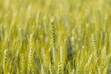 Yumuşak yaz güneşi ışığı ve bulanık arkaplan dokularıyla vurgulanan yemyeşil dikenli bir tarlanın üzerinde bir uzun buğday kulağı yükselir..