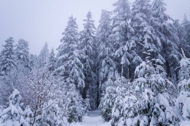 Şiddetli bir şekilde karla örtülmüş yemyeşil ağaçlar Morvan dağlarında yoğun ve sisli bir orman oluşturur. Yumuşak ışık ve kalın buz, el değmemiş, huzurlu bir kış çölünü çağrıştırıyor..