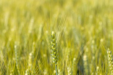 Tek bir buğday çivisi keskin bir odak noktasında, kırsal bir alanda sıcak öğleden sonra güneş ışığıyla aydınlatılan altın yeşil sapların yumuşak bulanık arka planına karşı durmaktadır..