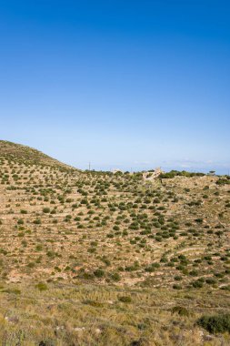 Yunanistan 'ın Cap Tenare kentindeki uçsuz bucaksız mavi gökyüzünün altında genç zeytin ağaçlarıyla benekli bir yamaç uzanıyor. Kuru toprak ve dağınık bitki örtüsü huzurlu bir Akdeniz kırsalını çağrıştırıyor..
