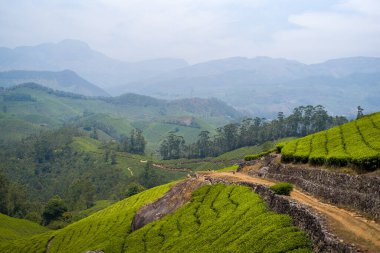 Hindistan 'ın Munnar kentindeki teraslı çay tarlaları boyunca uzanan engebeli toprak bir patika. Uzakta katmanlı yeşil tepeler ve sisli dağlar var. Manzara, yumuşak ışık ve topraksı dokularıyla bereketli ve huzur dolu..