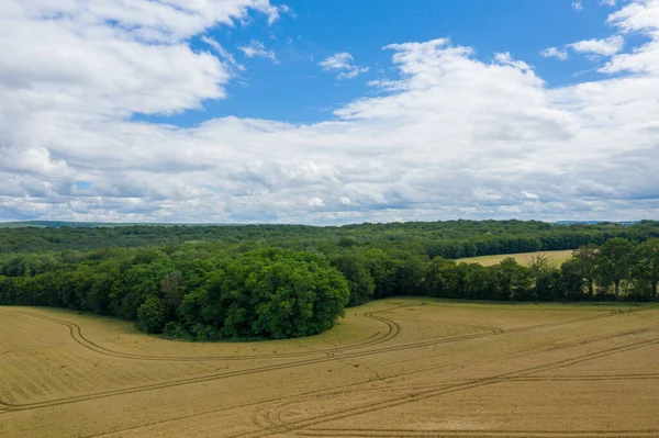Geniş altın buğday tarlaları boyunca uzanan yoğun yeşil ağaçlardan oluşan geniş bir çizgi dramatik bulutlarla kaplı geniş bir gökyüzü altında, sakin bir kırsal alan yaratıyor..
