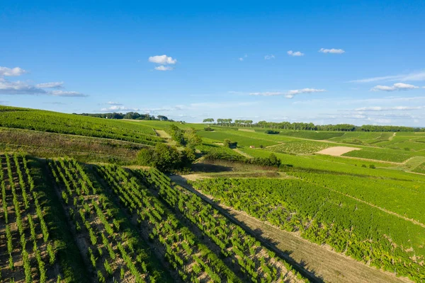 Yeşil üzüm bağları Pouilly sur Loire 'da açık mavi bir gökyüzünün altındaki yuvarlanan tepeleri kaplıyor. Manzara açık, güneşli ve canlı, kırsal huzuru ve doğal güzelliği çağrıştırıyor..