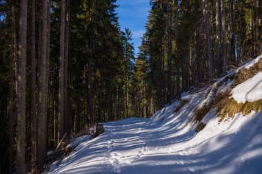 Karla kaplı sakin bir patika Alpler 'deki sık ve yeşil ormanlarda rüzgarlar esiyor. Kıtır kıtır güneş ışığı derin gölgeler bırakıyor ve yamaçtaki kar yığınlarını aydınlatıyor..