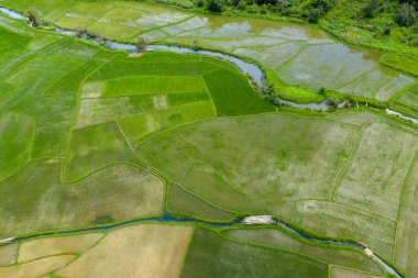 Değişen yeşil ve bronz tonlardaki geometrik pirinç tarlaları dar sulama kanallarıyla bölünmüş ve Laos kırsalında dolambaçlı bir akarsu ile sınırlandırılmıştır. Hava perspektifi karmaşık desenleri ve gür dokuları ortaya çıkarır.