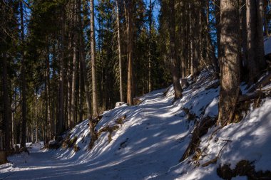 Karla kaplı dar bir patika, sık bir dağlık ormanda, yüksek yeşil ağaçların altında yokuş yukarı uzanır. Derin gölgeler ve güneş ışığı demetleri dramatik bir kış manzarası yaratır..