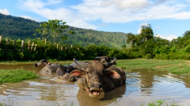 Bir grup su bufalosu, yeşil kırsal ve açık mavi gökyüzünün altındaki uzak ormanlık tepelerle çevrili sığ, çamurlu bir gölete battı. Hayvanlar suda dinlenir, güneş ışığı onların dokulu derilerini ve bereketli manzaralarını aydınlatır.
