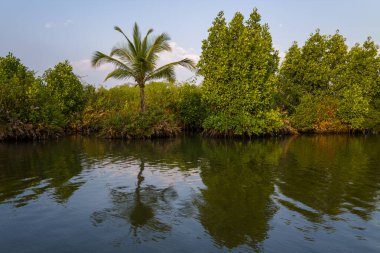 Tek bir palmiye ağacı ve yoğun mangrov çalıları Hindistan 'ın Munroe Adası' nda, yumuşak gün ışığı altında durgun suya temiz yansıyor. Yeşillik ve yumuşak dalgalar dingin ve tropikal bir havayı çağrıştırıyor..