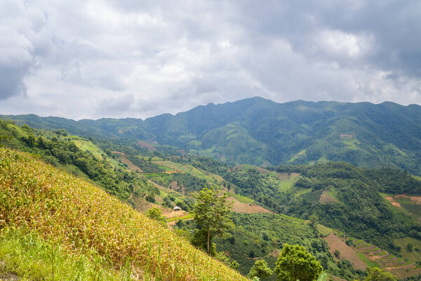 Golden cornfields stretch across sloping hillsides with patchwork farmland and dense green forests under a dramatic cloudy sky in the mountains between Son La and Dien Bien Phu, Vietnam. The landscape is vibrant and expansive, with rich natural