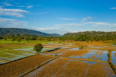 Düz bir kırsal arazi boyunca suyla dolu geniş pirinç tarlaları, dağınık ağaçlarla ve berrak mavi gökyüzünün altındaki uzak ormanlık tepelerle sınırlıdır. Sahnede toprak dokular, yansıtıcı yüzeyler ve ılık gün ışığında yemyeşil alanlar yer alıyor..