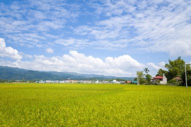 Geniş yeşil pirinç tarlaları uzak bir kasabaya doğru uzanıyor ve Dien Bien Phu 'da dağınık bulutlarla parlak mavi bir gökyüzünün altında yuvarlanan dağlar. Canlı renkler ve açık alan huzuru ve bolluğu çağrıştırıyor..