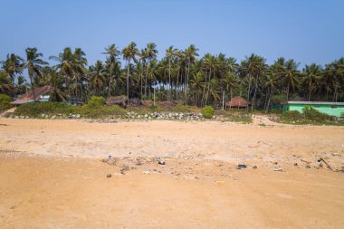 Hindistan 'ın Bekal şehrinde verimli palmiye ağaçları ve dağınık yeşilliklerle çevrili geniş altın kum plajı. Parlak güneş ışığı ve berrak mavi gökyüzü rahatlatıcı, tropikal bir atmosfer yaratır..