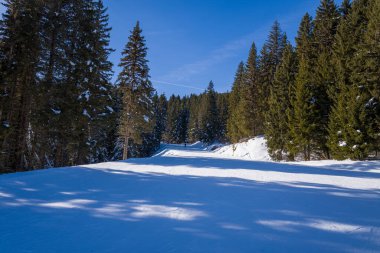 Sessiz bir kayak pisti, Megeve 'deki uzun ve yeşil ağaçlar arasında yavaşça kıvrılır. Kış gölgeleri, canlı mavi gökyüzünün altında kar üzerinde süzülür. Huzurlu dağ manzarası huzur dolu bir yalnızlığı ve doğal güzelliği çağrıştırıyor..