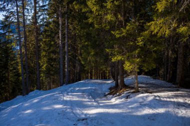 Karla kaplı dar bir yol Alpler 'de sık ve yeşil bir ormana götürür. Güneş ışığı karları aydınlatır ve uzun ağaçlar arasında zıt gölgeler yaratır..