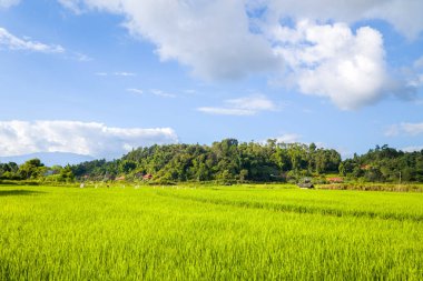 Berrak mavi gökyüzünün altında canlı pirinç tarlaları var. Dağılmış bulutlar, yemyeşil bir orman sırtı ve Vietnam 'ın Dien Bien Phu kentindeki küçük kırsal evlerle çevrili. Güneş ışığı yeşil ve huzurlu kırsal atmosferi güçlendirir..