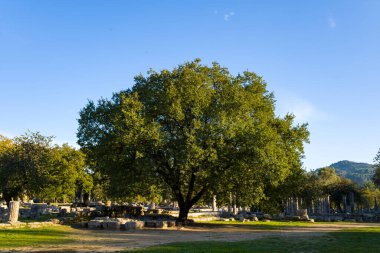 Yunanistan 'ın Olympia kentindeki antik Filistin harabelerinin merkezinde genişleyen bir meşe ağacı bulunuyor. Sıcak güneş ışığı, yoğun yaprakların arasından süzülür, taş kalıntıları üzerinde lekeli gölgeler bırakır ve açık mavi gökyüzünün altında çimenli bir zemin oluşturur..