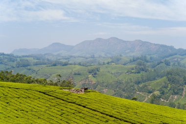 Canlı yeşil çay terasları Hindistan 'ın Munnar kentindeki yuvarlak tepeleri kaplıyor. Uzak mavi dağlar ve hafif bulutlu gökyüzü derinlik ve sükunet hissi yaratıyor. Manzara yumuşak gün ışığı altında gür dokular ve doğal desenlere sahiptir..