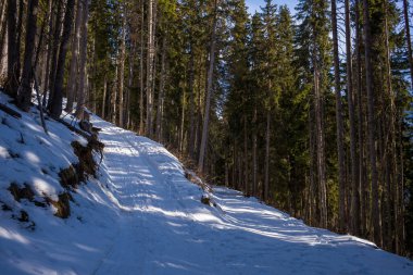 Karla kaplı bir yol, dağlık bir ormandaki yüksek ve yeşil ağaçların arasından yukarı doğru esiyor, beyaz zeminde parlak gölgeler bırakan noktalı güneş ışığıyla. Sakin sahne, parlak kar ve derin orman arasındaki zıtlığı vurguluyor..