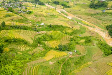 Altın teraslı pirinç tarlalarını ve Sapa, Vietnam yakınlarındaki yemyeşil çayırları kesen dolambaçlı bir nehri gösteren drone görüntüsü. Dağınık kırsal evler ve canlı hasat renkleri dinamik, doğal bir manzara yaratır..